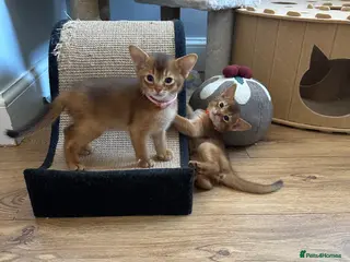 Abyssinian cats Abyssinian kittens - Advert 1