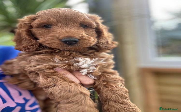 Cockapoo dogs - Advert 6