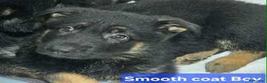 German Shepherd 3