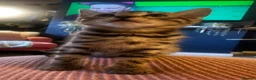Bengal cats for sale: Stunning silver and brown bengal boys  - Advert 14