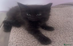 American Shorthair cats for sale: Unique markings tuxedo and all black kittens  - Image 10