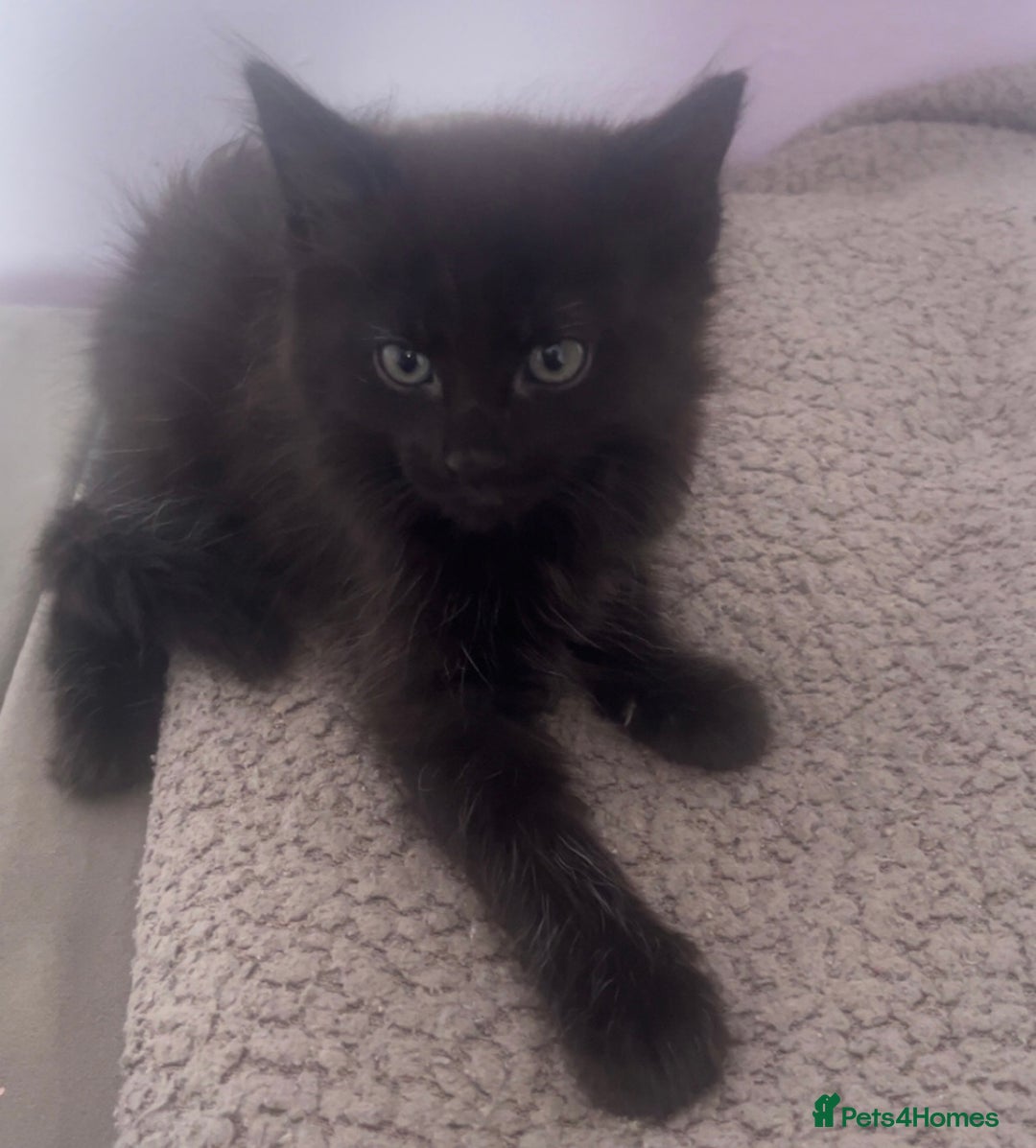 American Shorthair cats for sale: Unique markings tuxedo and all black kittens  - Image 10