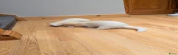 Ferret rodents for sale: Albino Ferret pair and all accessories  in Northwich - Advert 1