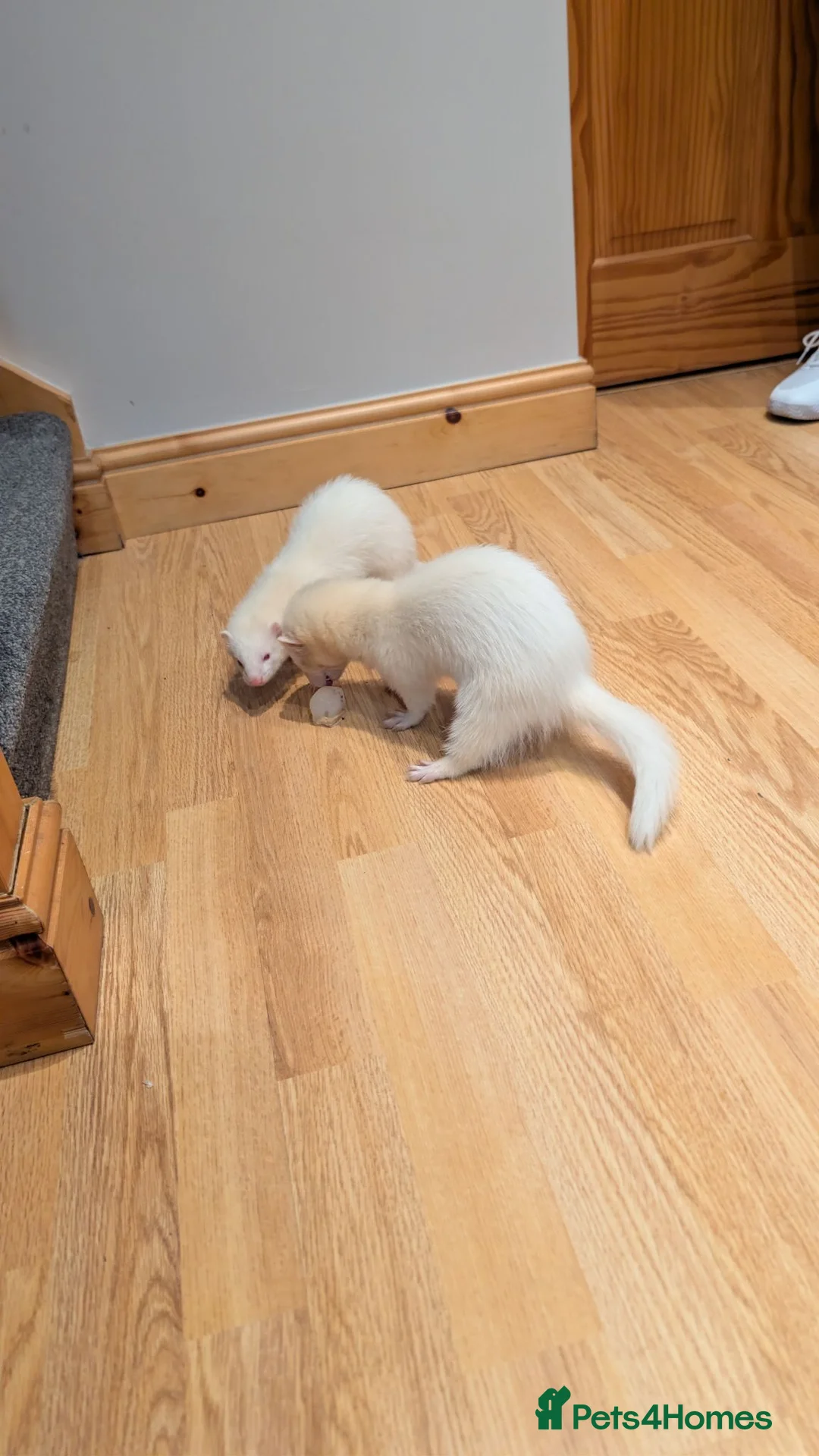 Ferret rodents for sale: Albino Ferret pair and all accessories  in Northwich - Advert 1