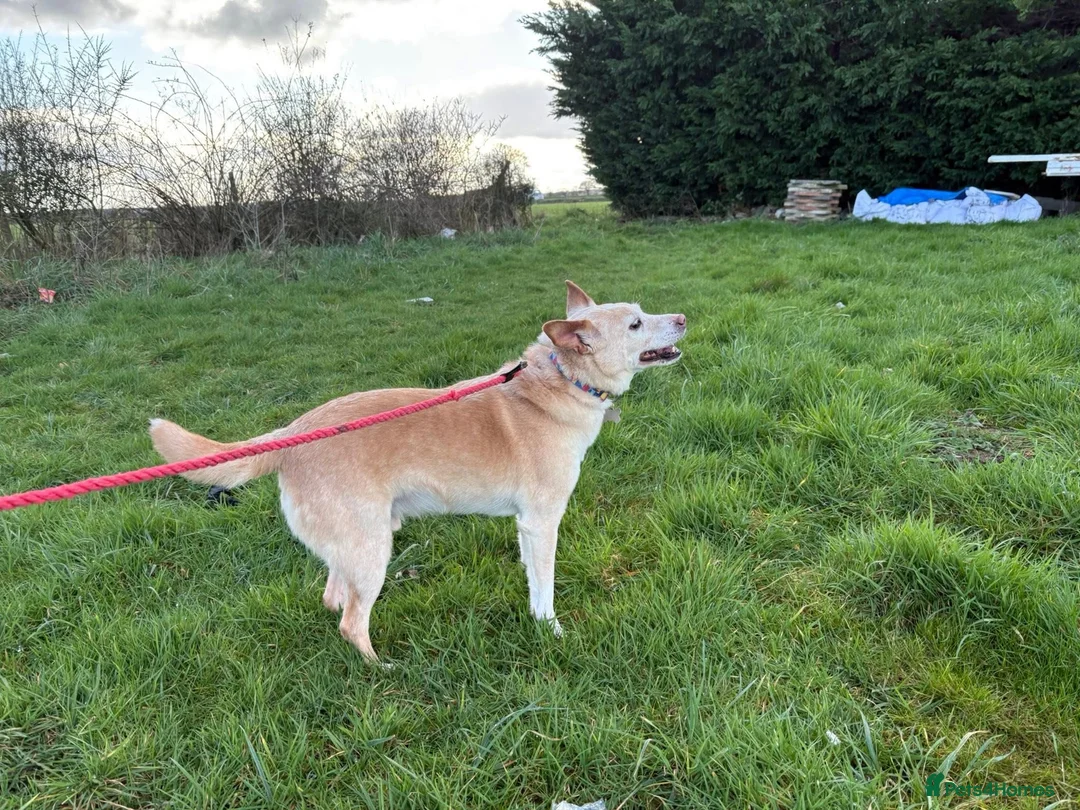 Mixed Breed dogs for adoption: Paddy - Hempnall Norfolk  - Advert 13