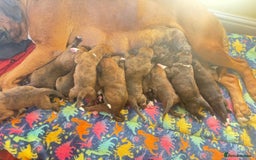 Boxer dogs for sale: Champion Sired KC reg Boxer puppies available - Image 5