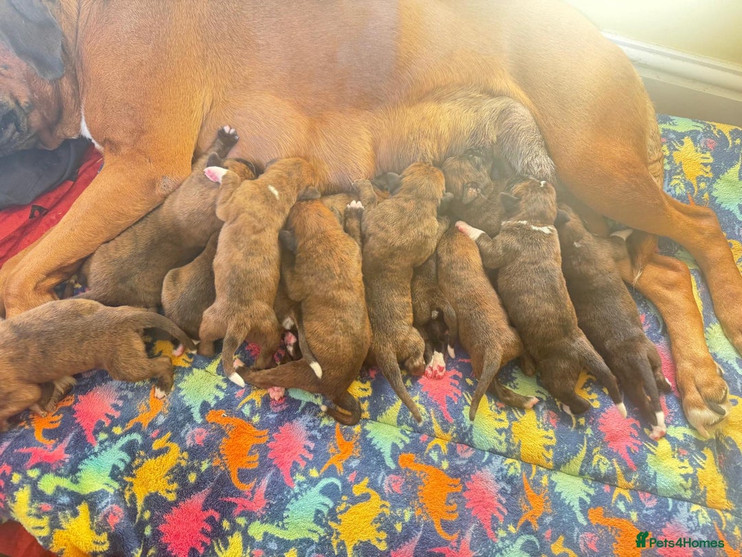 Boxer dogs for sale: Champion Sired KC reg Boxer puppies available - Image 5
