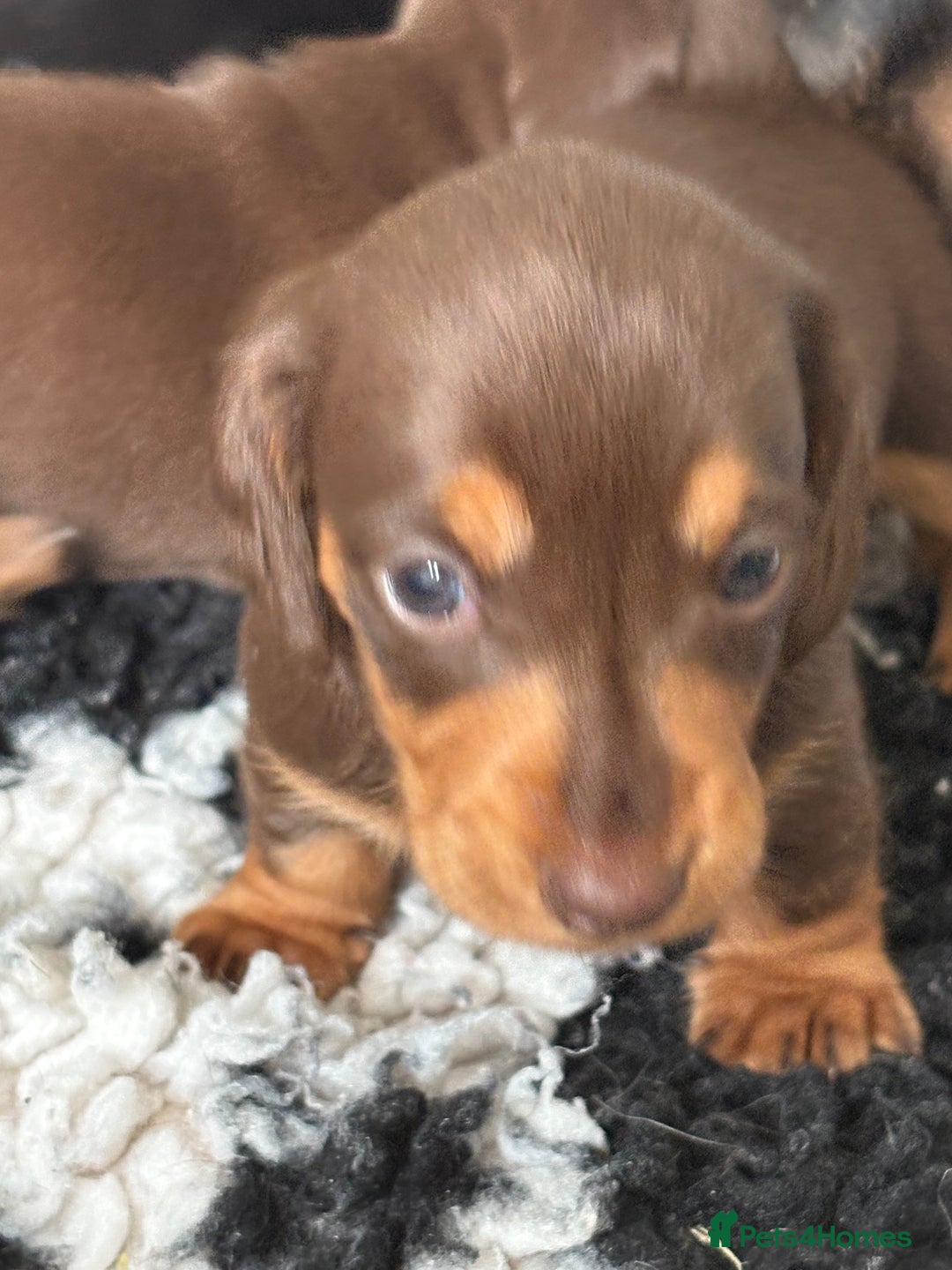 Miniature Dachshund dogs for sale: Miniature dachshund pups - Image 8