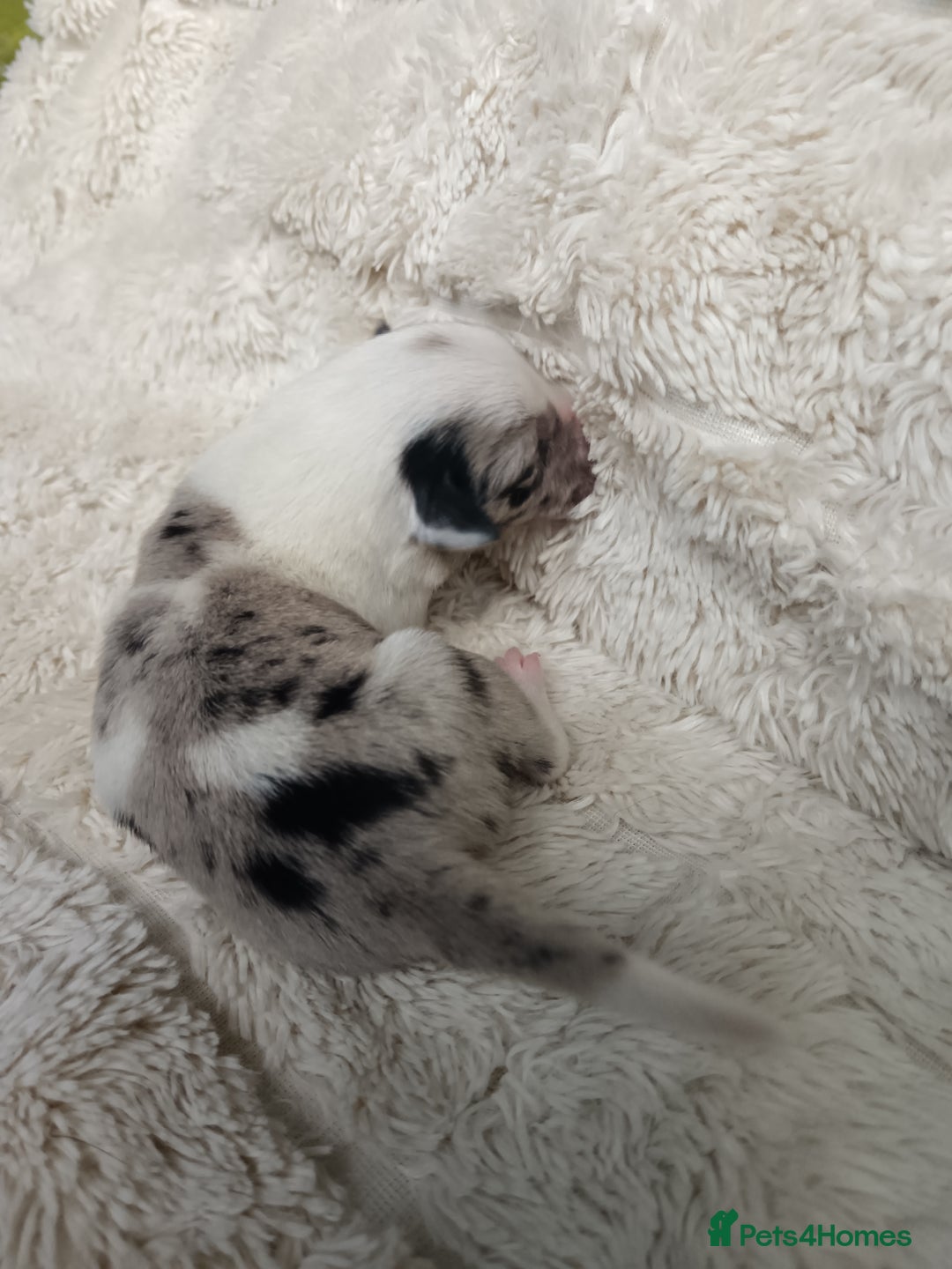 Border Collie dogs for sale: Border collie puppies B/W  - Advert 24