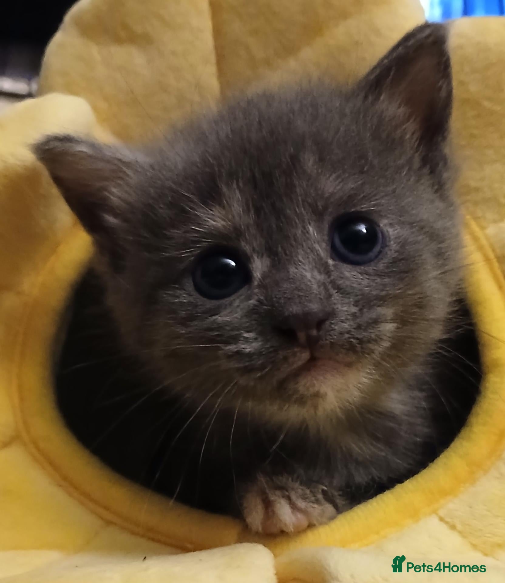 Mixed Breed cats Three month old kitten - Advert 1