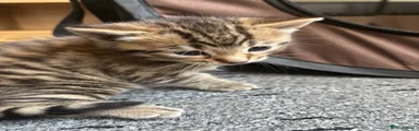 Mixed Breed Kitten 1