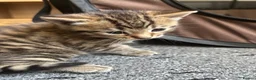 Mixed Breed cats for sale: Kittens For Sale - Advert 9