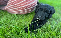 Sproodle dogs for sale: Stunning F1 sproodle  - Image 28