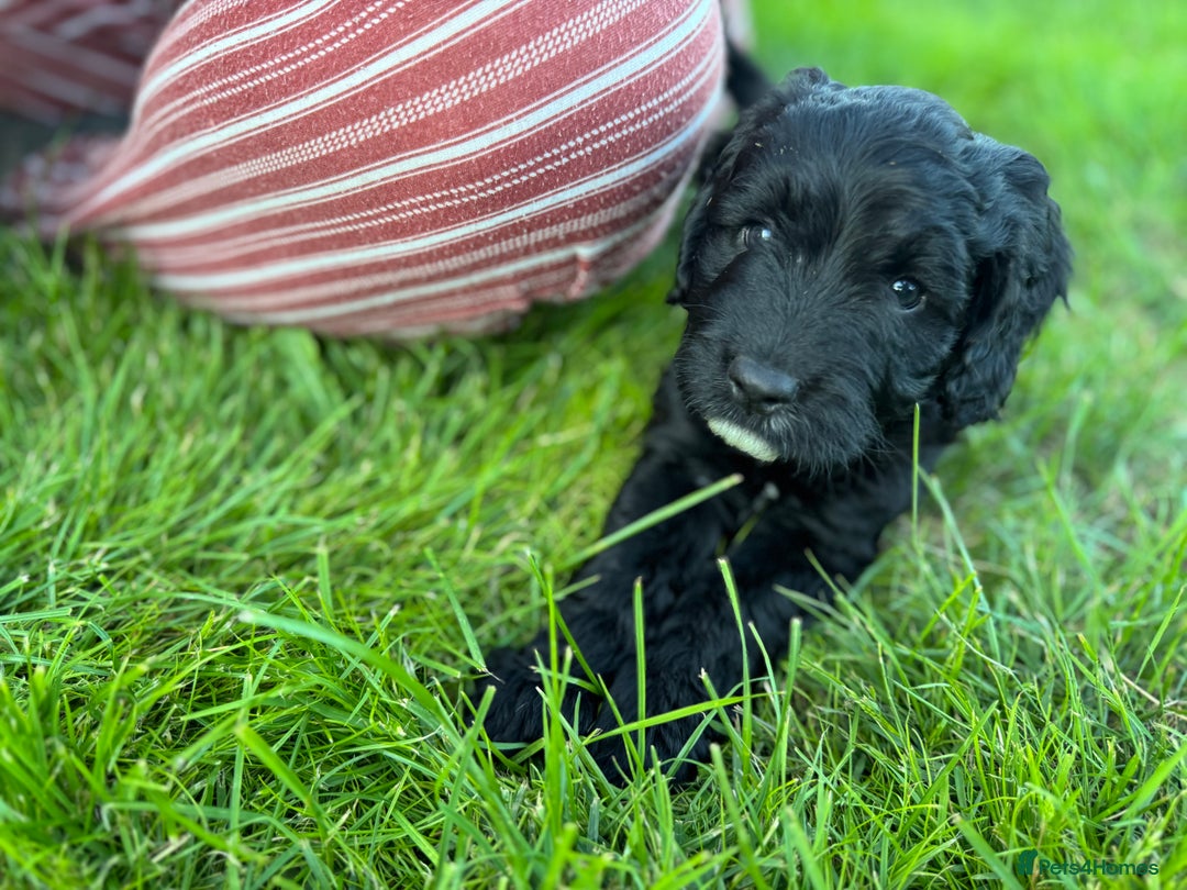 Sproodle dogs for sale: Stunning F1 sproodle  - Image 28