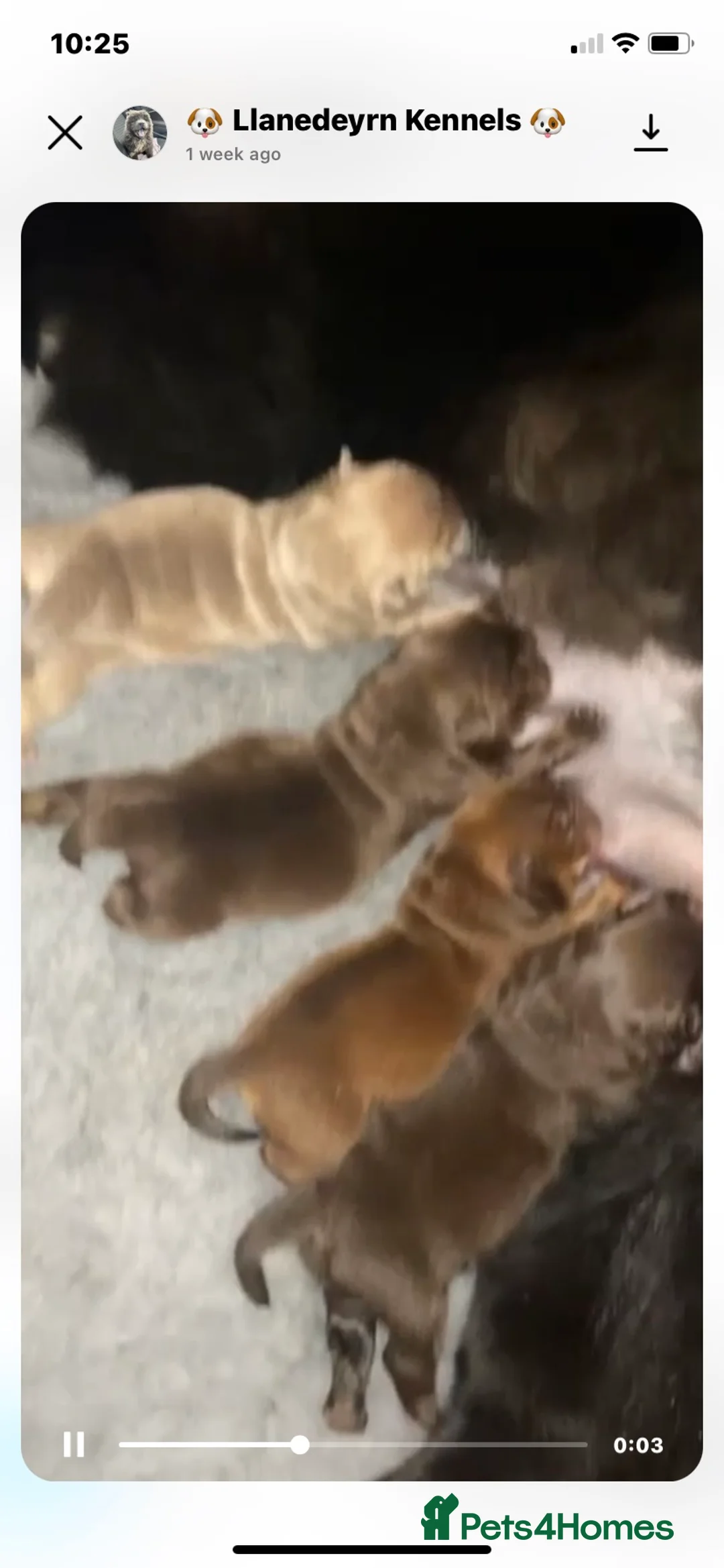 Chow Chow dogs for stud: HERSHEY the famous chocolate carrying blue. in Cheltenham - Advert 20