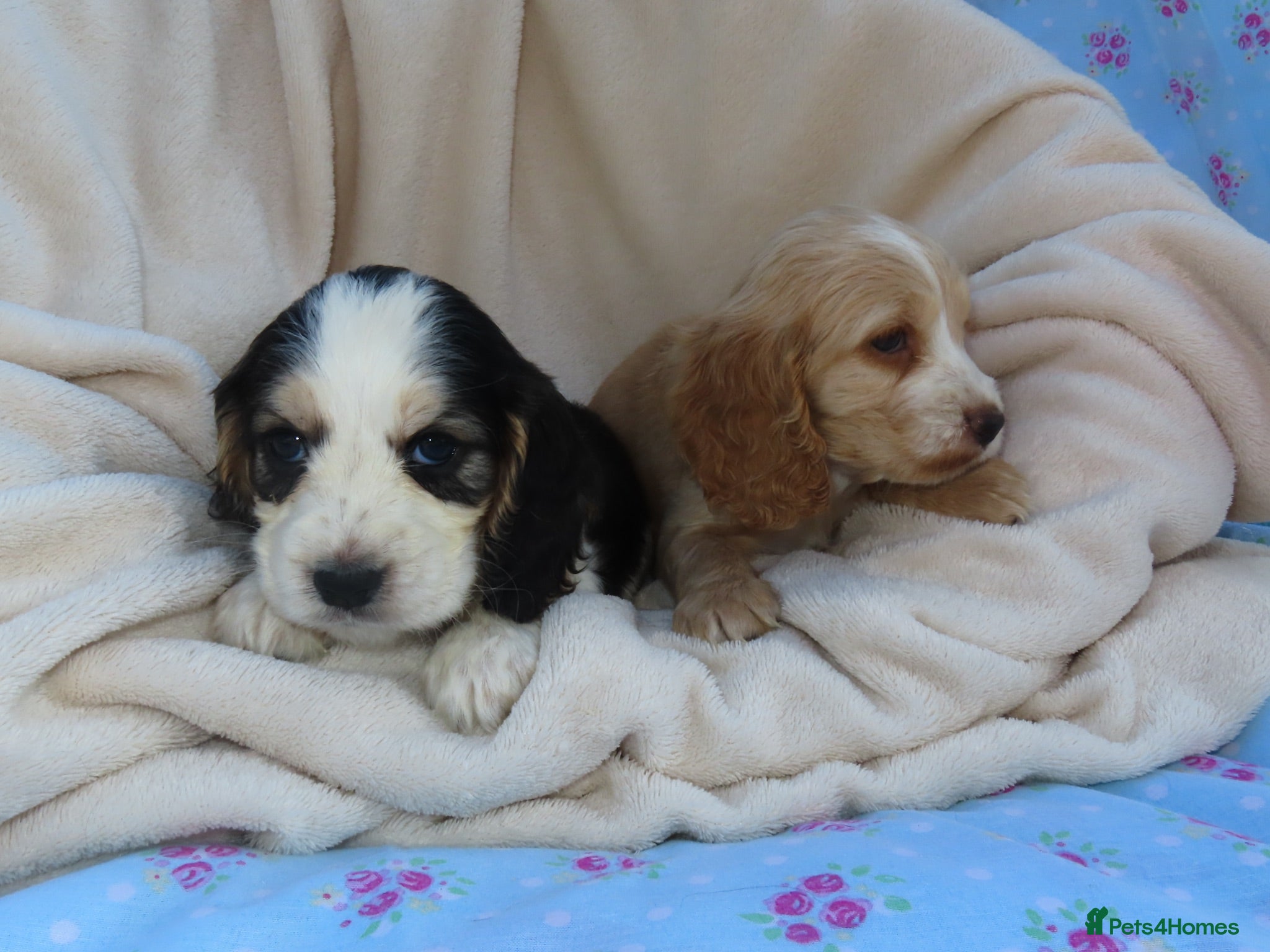 Cocker Spaniel dogs *only1available Girl Cocker Spaniel Puppies🩷🐾🐶 - Advert 1
