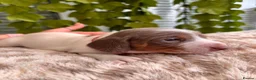 Dachshund dogs for sale: Beautiful Dachshund Puppies  - Advert 14