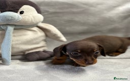 Miniature Dachshund dogs for sale: Miniature dachshund  - Image 9
