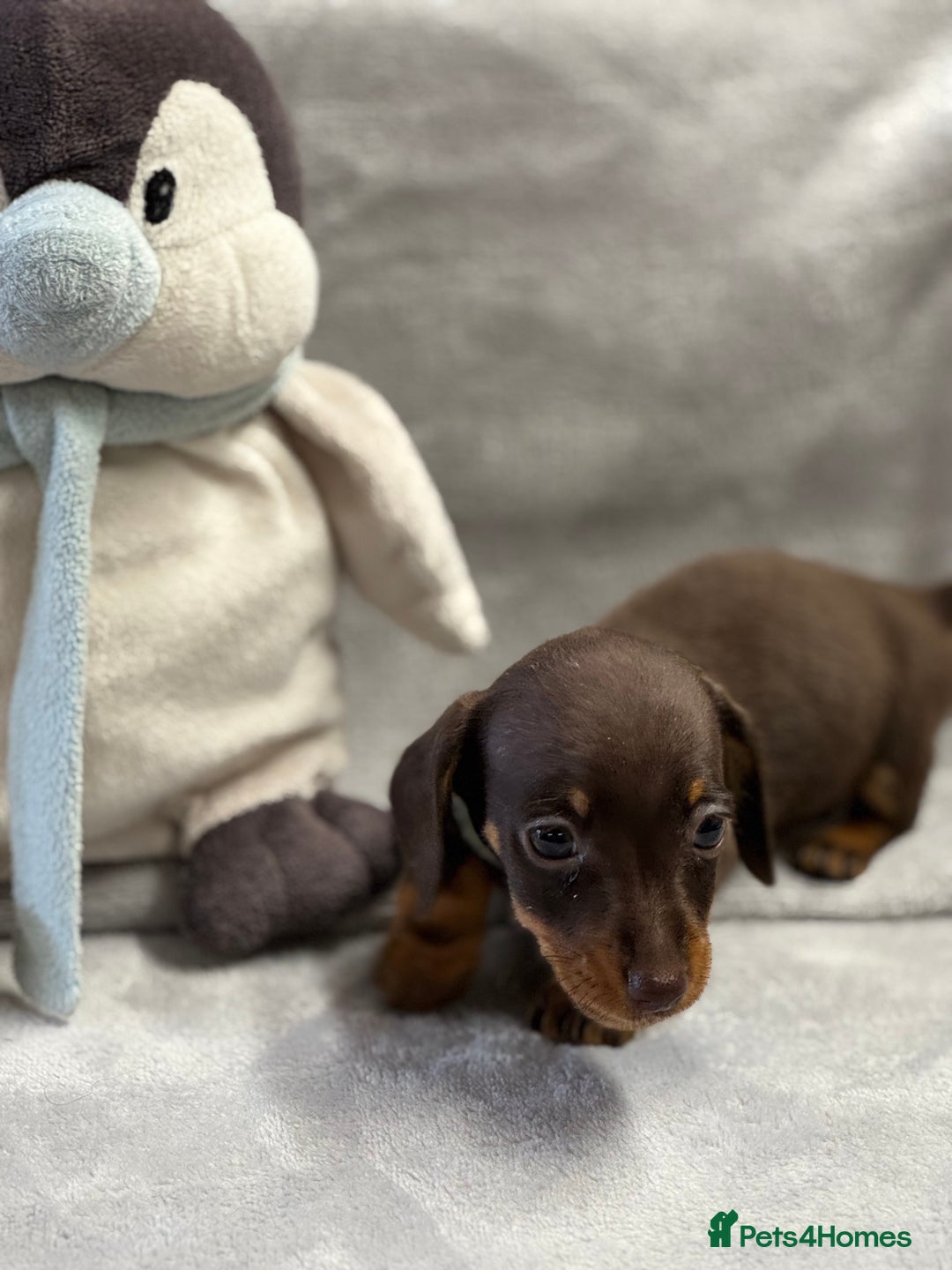 Miniature Dachshund dogs for sale: Miniature dachshund  - Image 9