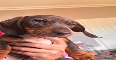 Miniature Dachshund dogs - Advert 5