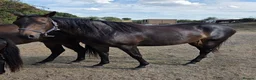English Thoroughbred horses for sale: Stunning 4yr old Thoroughbred Mare  - Advert 9