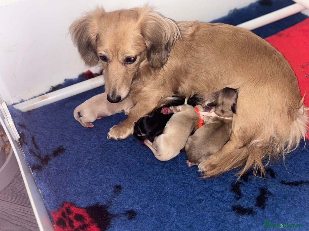 Dachshund dogs for sale: Mini long haired cream/shaded cream girls  - Advert 9