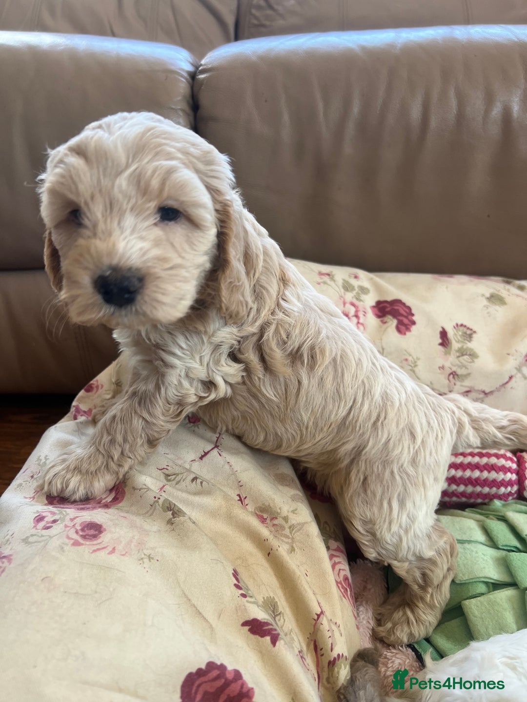 Cockapoo dogs for sale: F1 Cockapoo puppies  - Image 11