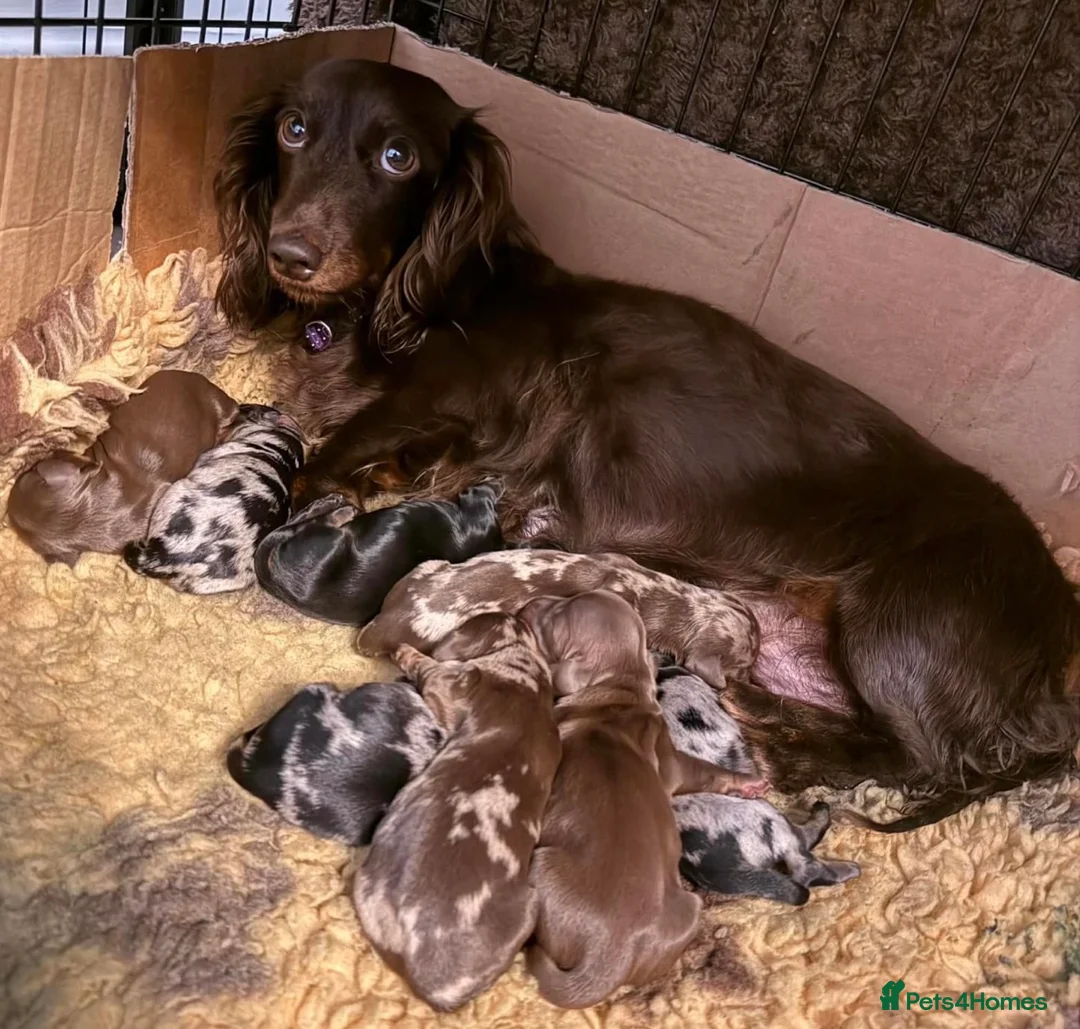 Miniature Dachshund dogs for stud: ✨BEETLEJUICE✨ MINI LONG HAIRED ✨KC - Advert 2