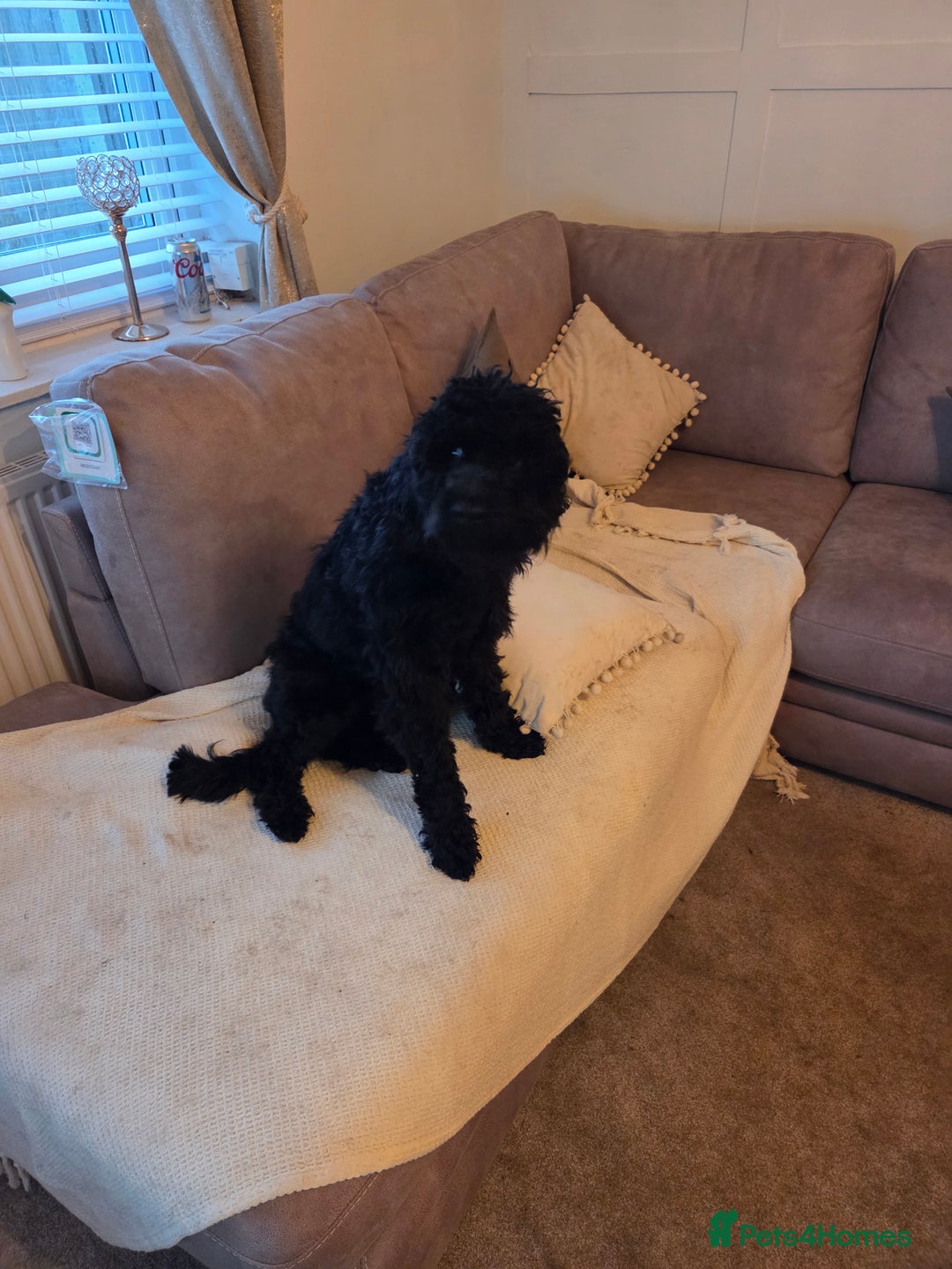 Mixed Breed dogs for sale: 10 month old cocker schnoodle - Image 3