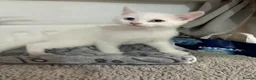 Mixed Breed cats for sale: Two little girls - Advert 10
