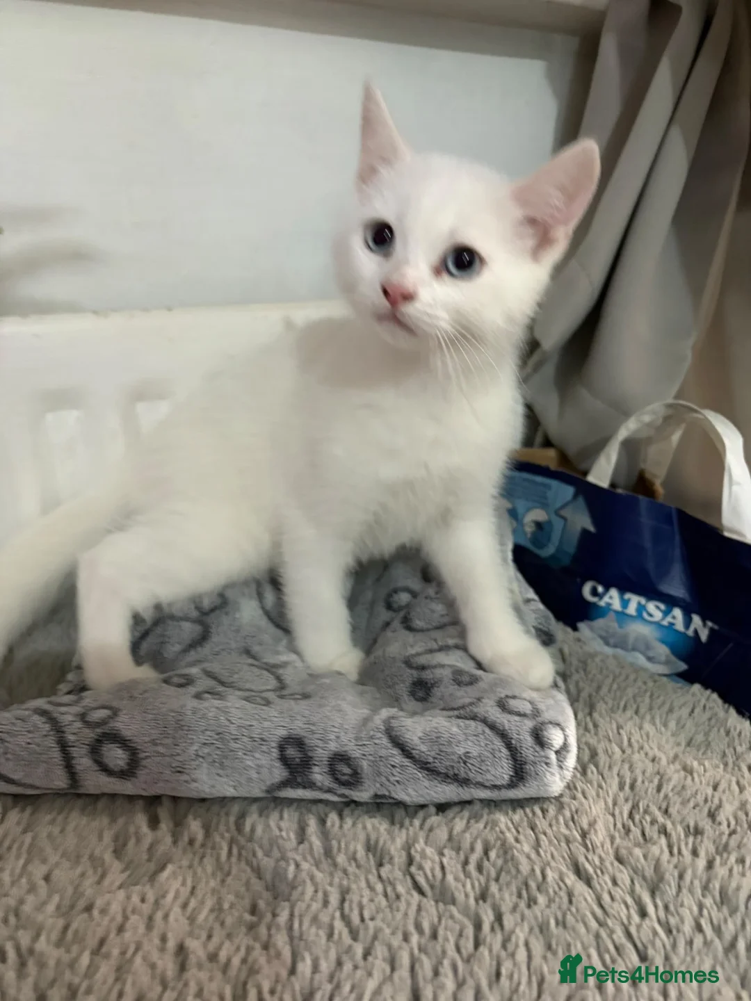 Mixed Breed cats for sale: Two little girls - Advert 10