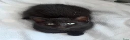 Mixed Breed cats for sale: 4 kittens for sale - see description for prices  - Advert 9