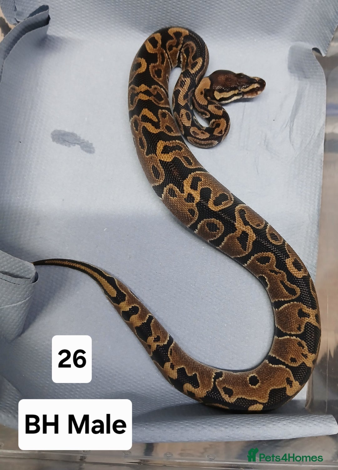 Python Snake reptiles for sale: Royal Python Morphs Males - Image 8