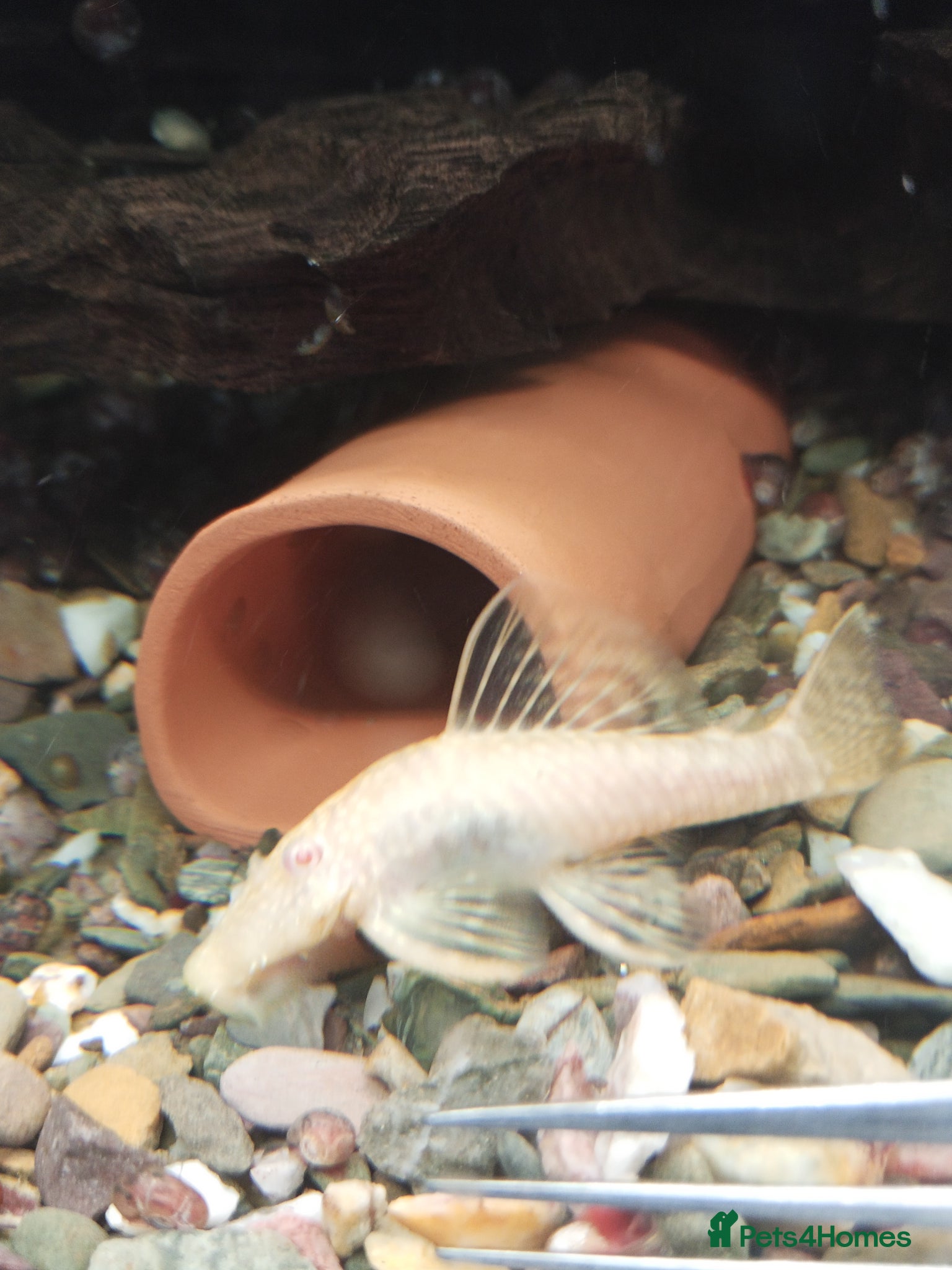 Plecos fish for sale: algae eaters - Advert 1