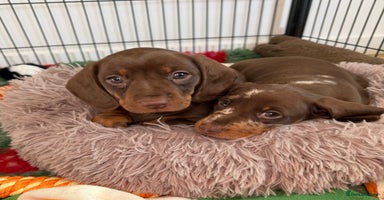 Miniature Dachshund dogs - Advert 12