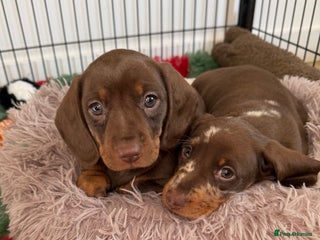 Miniature Dachshund dogs - Advert 7