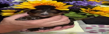 Bernedoodle 4