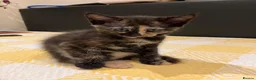 Mixed Breed cats for sale: Half maine coon kittens looking for a loving home - Advert 6
