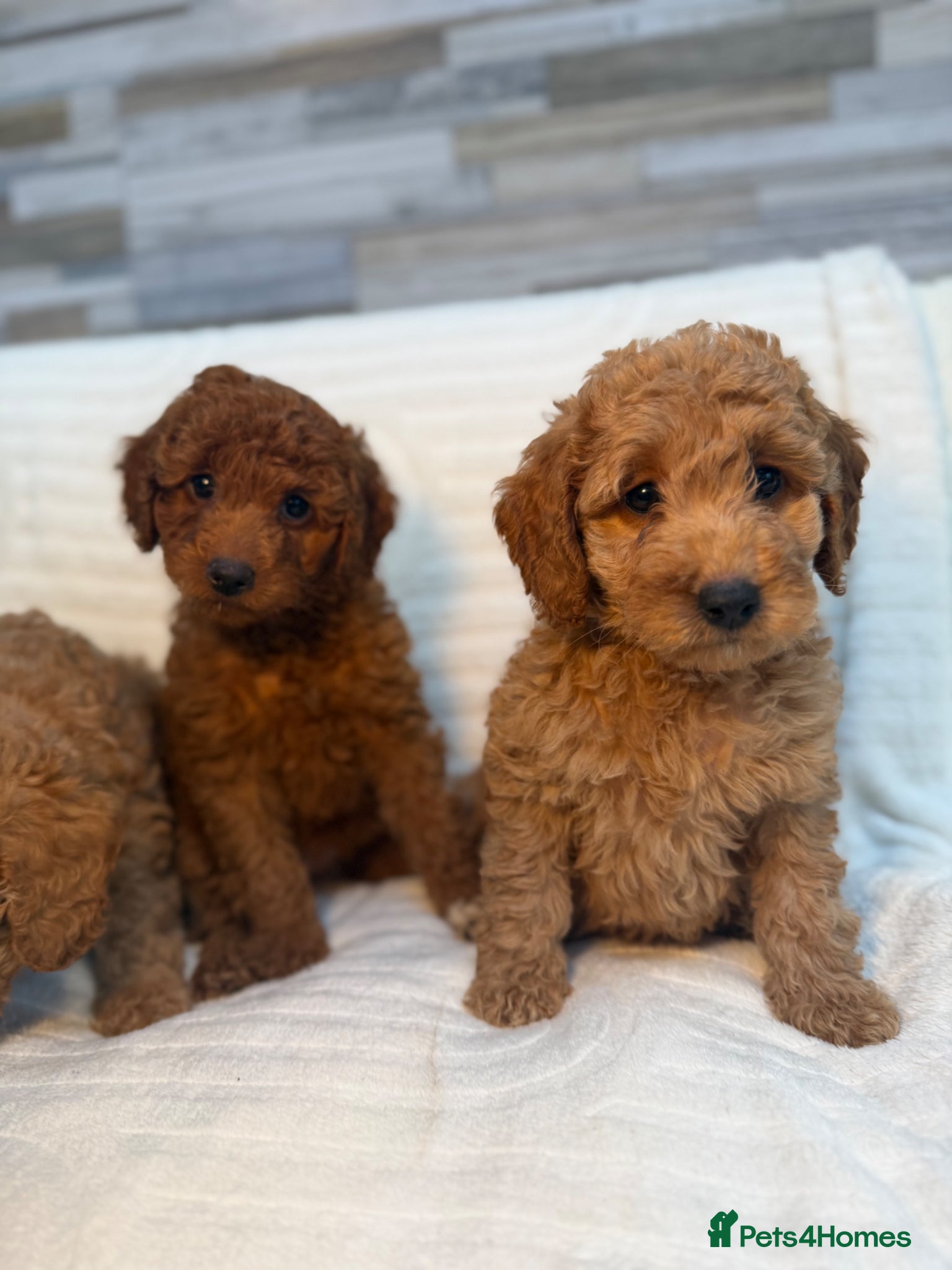 Mini Goldendoodle dogs Beautiful Miniature Goldendoodles  - Advert 2