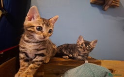 Bengal cats for sale: 🌟 Premium Bengal Tica Kittens – 5★Breeder 🌟 - Image 23