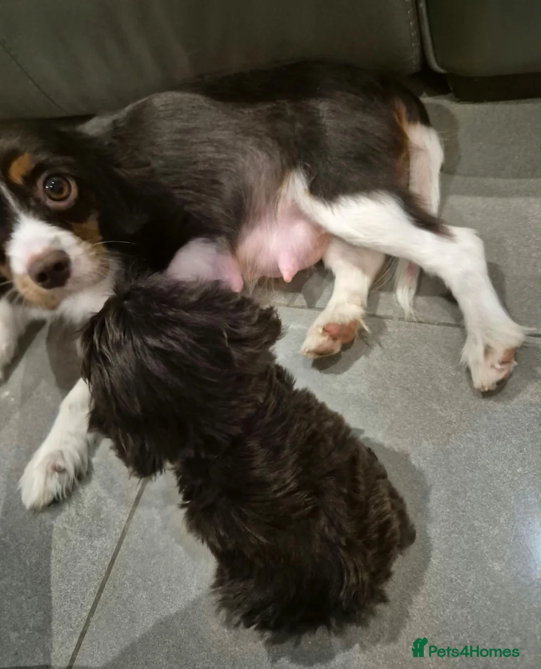 Cavapoo dogs for sale: Last 2 F1 Cavapoo boys. Ready now - Advert 2