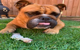 English Bulldog dogs for sale: English bulldog - Image 2