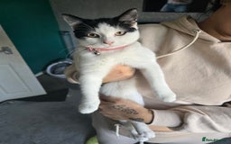 European cats for sale: Female kitten - Image 1