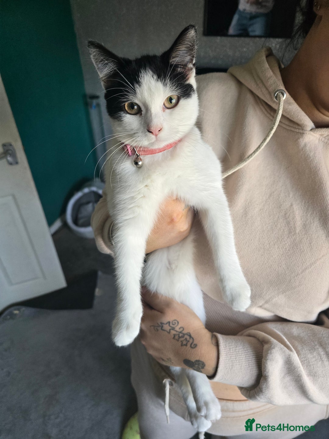European cats for sale: Female kitten - Image 1