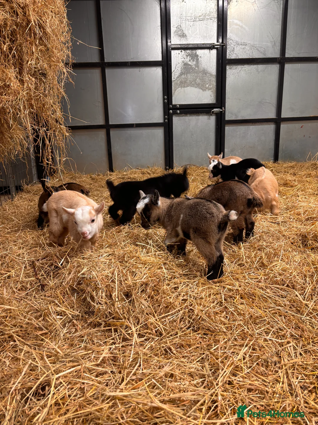 Goats livestock for sale: Gorgeous Pygmy Goats - Ready from mid April  - Advert 6