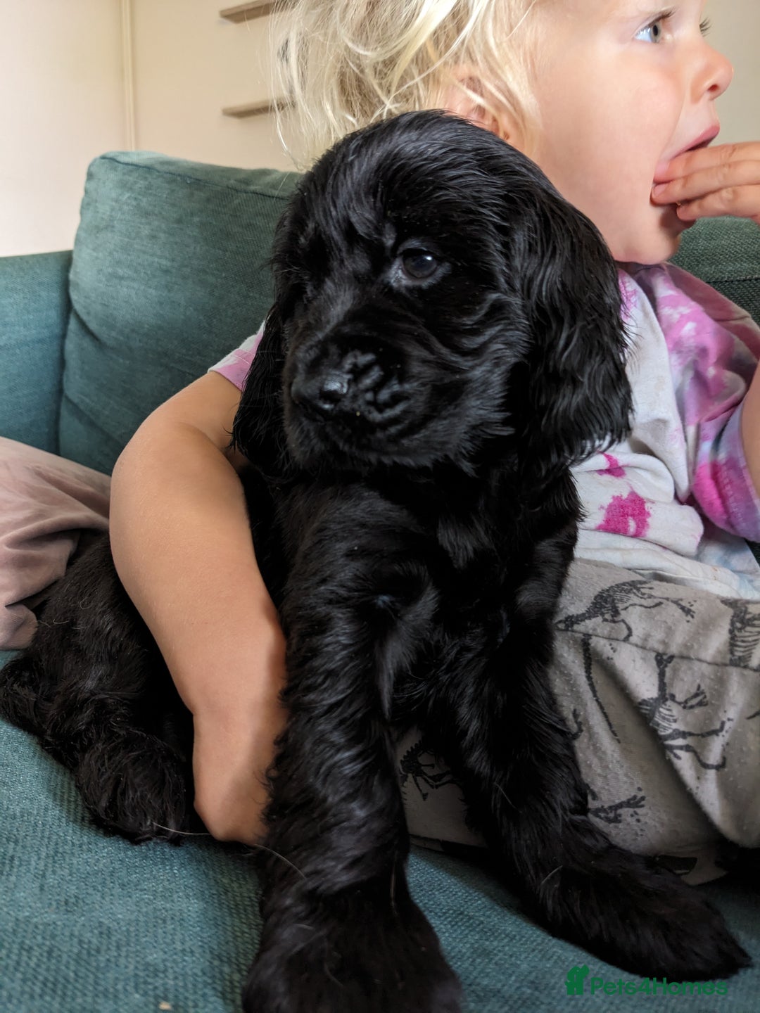 Sprocker dogs for sale: Last Sprocker puppy remaining - Image 2