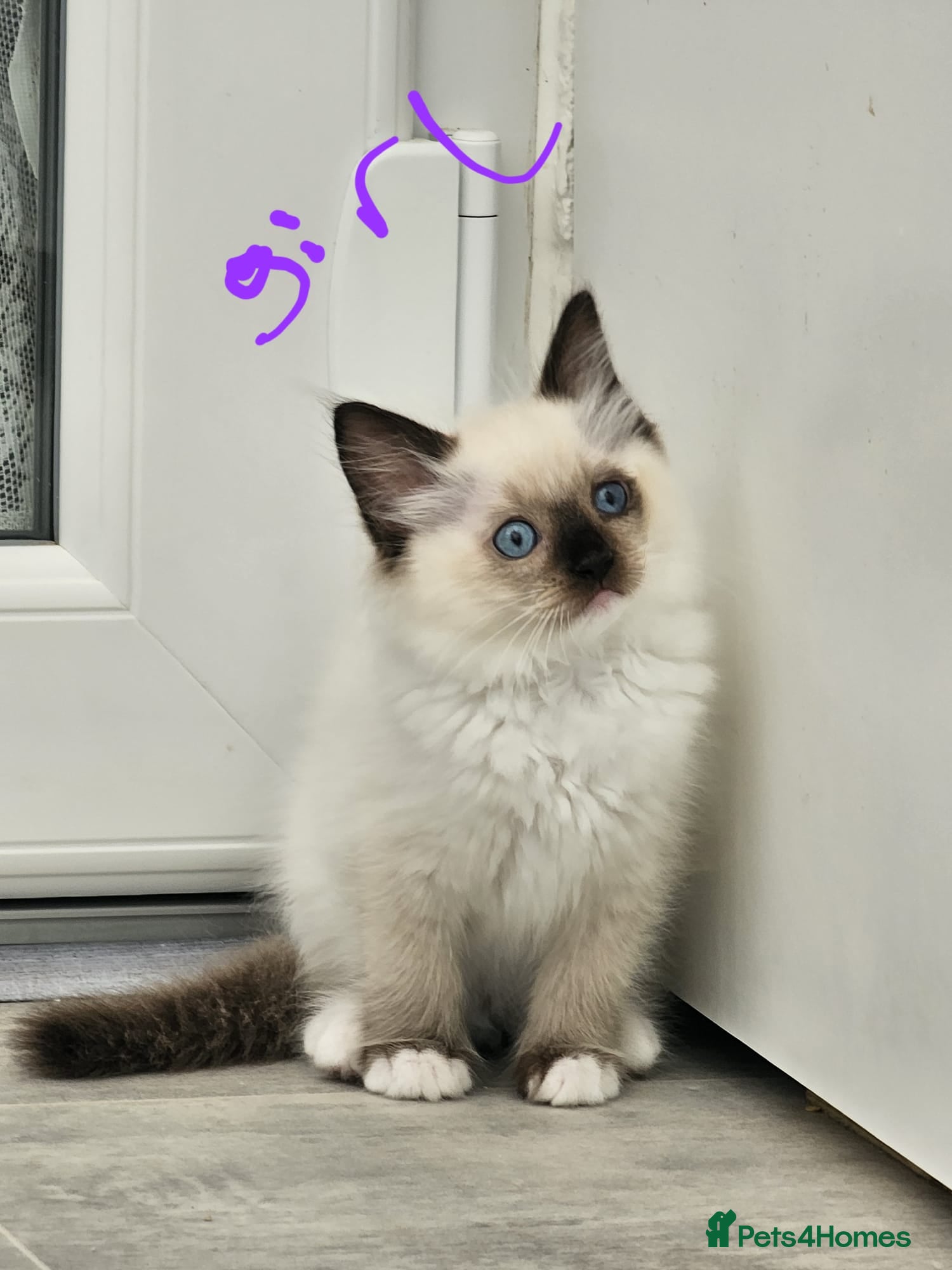Ragdoll cats Purebred beautiful ragdoll kittens  - Advert 2