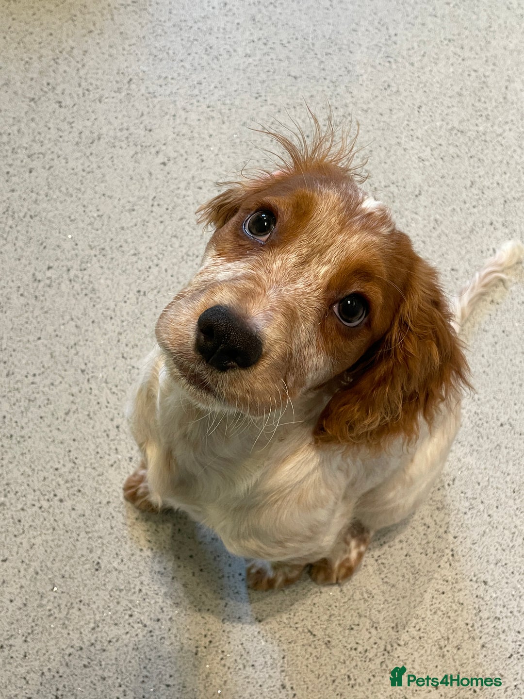 Cocker Spaniel dogs for sale: Beautiful Cocker Spaniel Female Puppy - Image 8