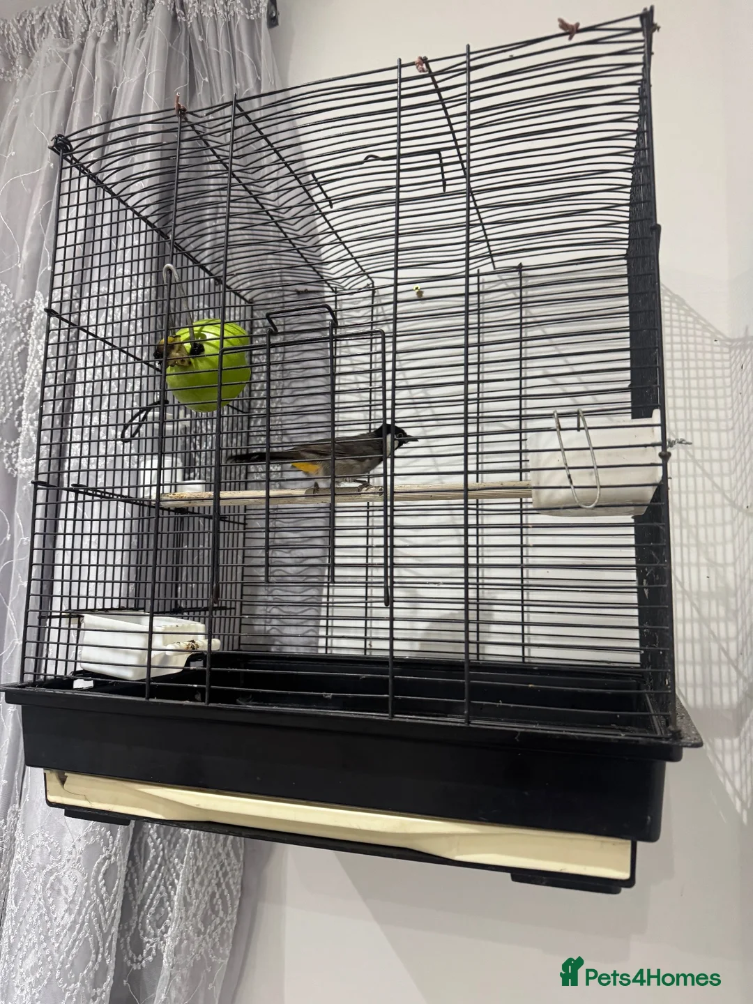 Finches birds for sale: Bulbul bird for sale in London - Advert 1