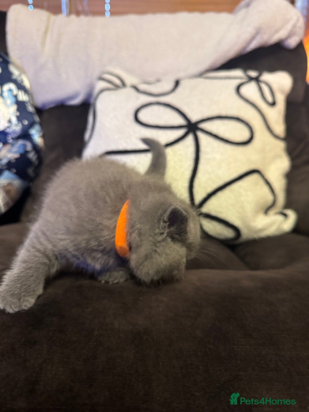 British Shorthair cats for sale: British Shorthair Kittens For Sale - Advert 11